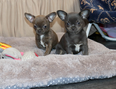 Валентра стар