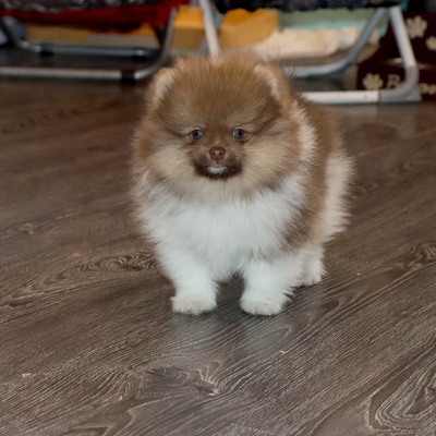 Продается Мальчик ШПИЦА