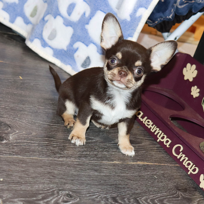 Продается Шоколадный чихуа