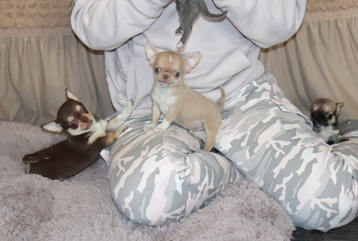 шоколадный чихуахуа,купить щенка чихуахуа в Москве,продажа чихуахуа,