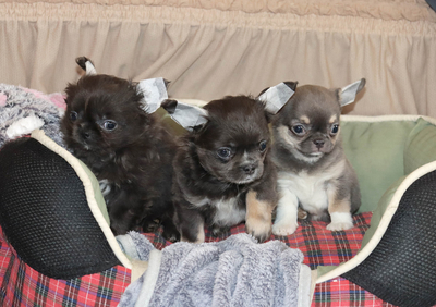 Валентра стар