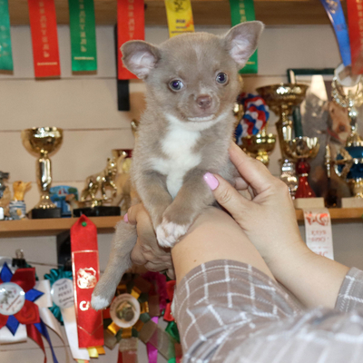 Продается Лиловый чихуахуа