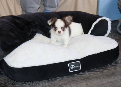 Валентра стар