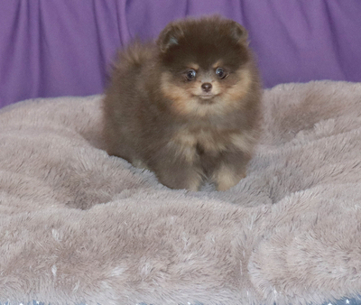 Валентра стар