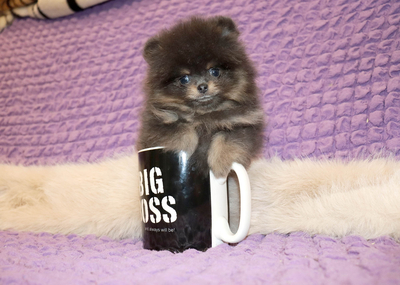 Валентра стар