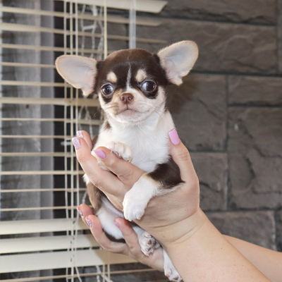 Валентра стар