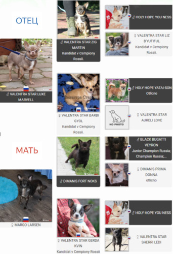 голубой чихуахуа,тигровая чихуаху,купить щенка чихуахуа,щенки чихуахуа