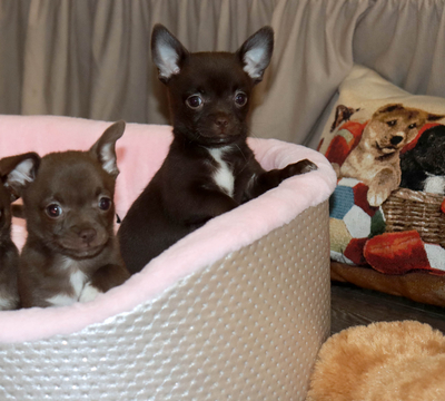 Валентра стар