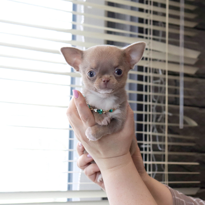 Валентра стар