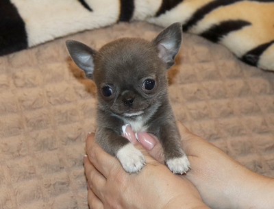 Валентра стар