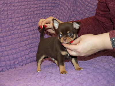 Валентра стар