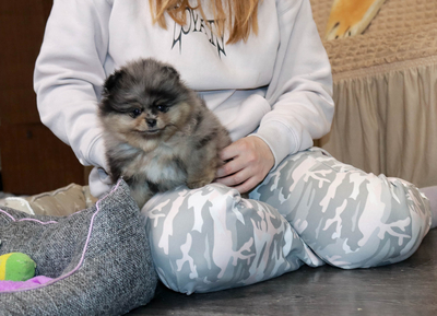 Валентра стар