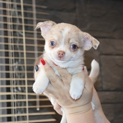 Продается Мраморный Чихуа в Москве