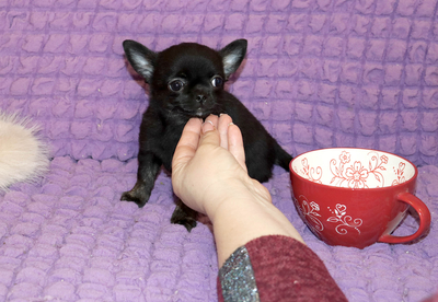 Валентра стар