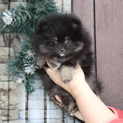 Валентра стар