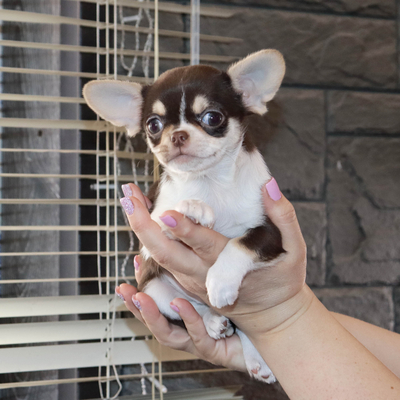 Валентра стар