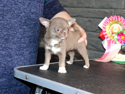 Валентра стар