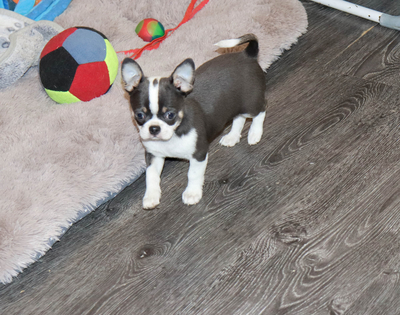 Валентра стар