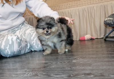 Валентра стар