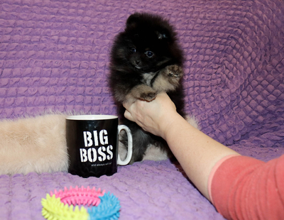 Валентра стар