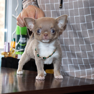 Валентра стар