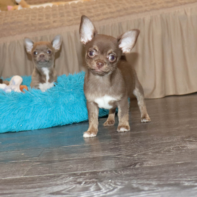 Продается Шоколадный чихуа