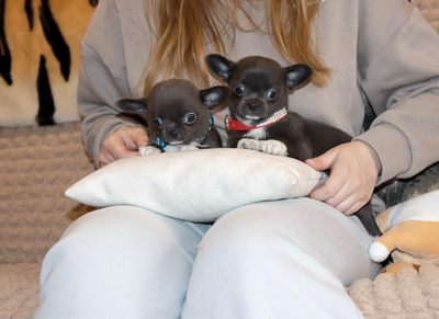 Валентра стар