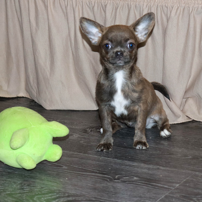 Продается Тигровая чихуахуа