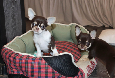 Валентра стар