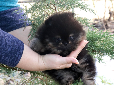 Валентра стар