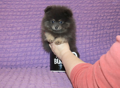 Валентра стар