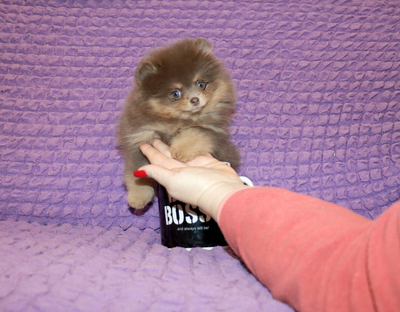 Валентра стар