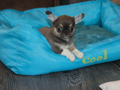 Валентра стар