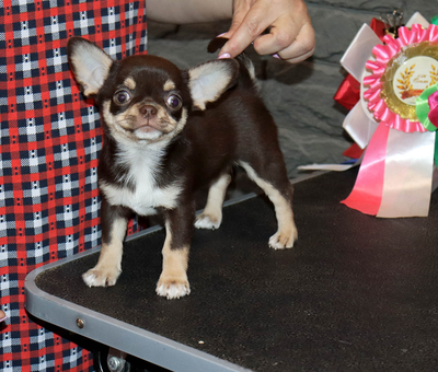 Валентра стар