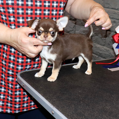 Продается Шоколадный чихуа