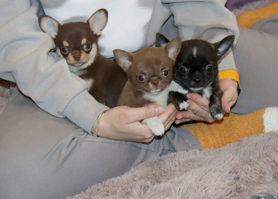 Валентра стар