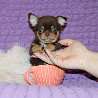 Продается Шоколадный чихуа