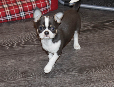 Валентра стар