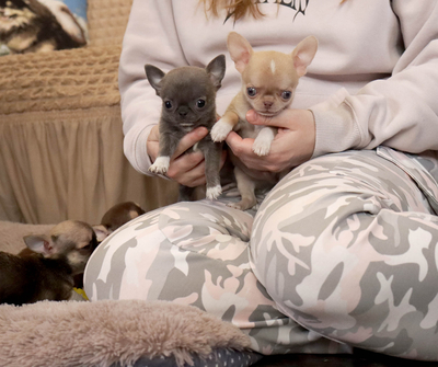 Валентра стар