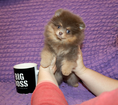 Валентра стар