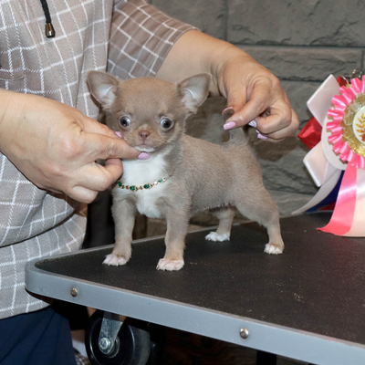 Валентра стар