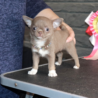 Валентра стар