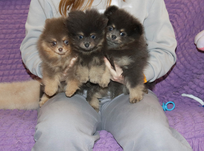 Валентра стар