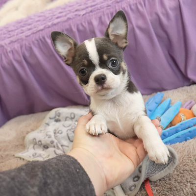 Валентра стар