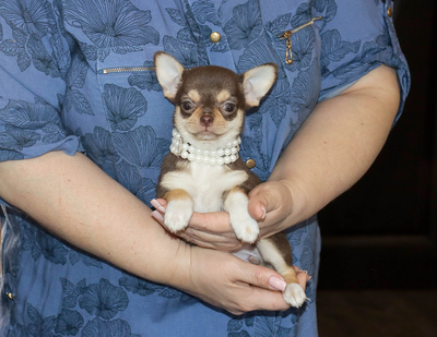 Валентра стар