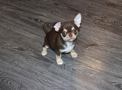 Валентра стар