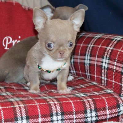 Валентра стар