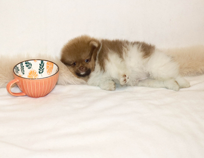 Валентра стар