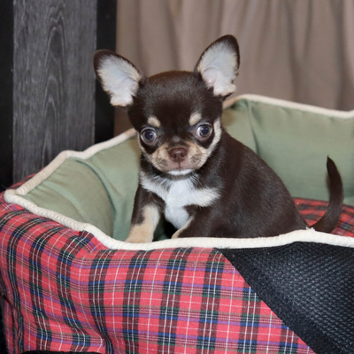 Валентра стар