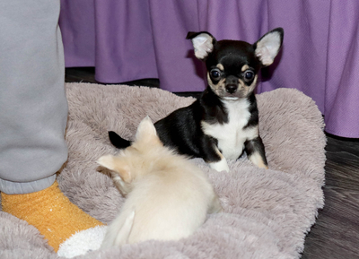 Валентра стар